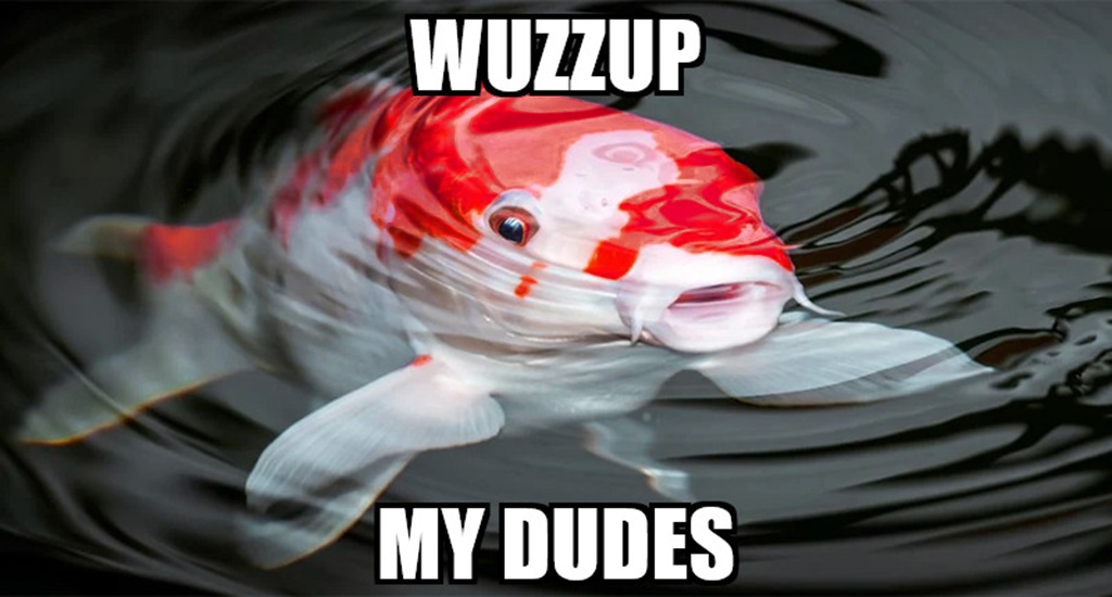 wuzzup my dudes